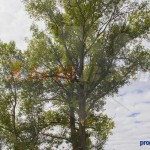 Валка деревьев в г Уфа