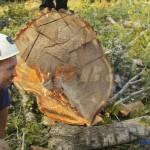 Удаление деревьев Уфа
